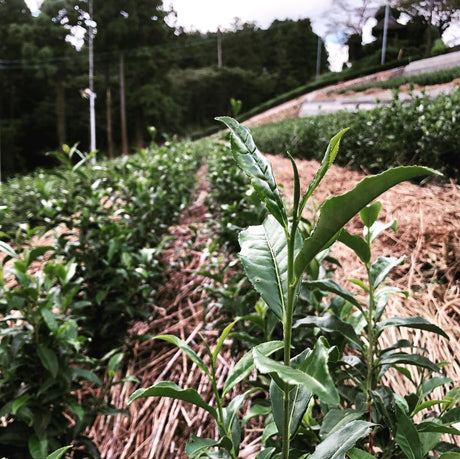 From Tea to Sea: Forests, Nutrient Dynamics and Tea Farming - Yunomi.life