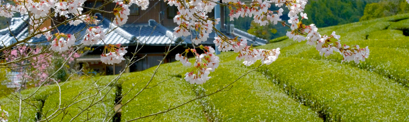 sakura matsuri sakura collection