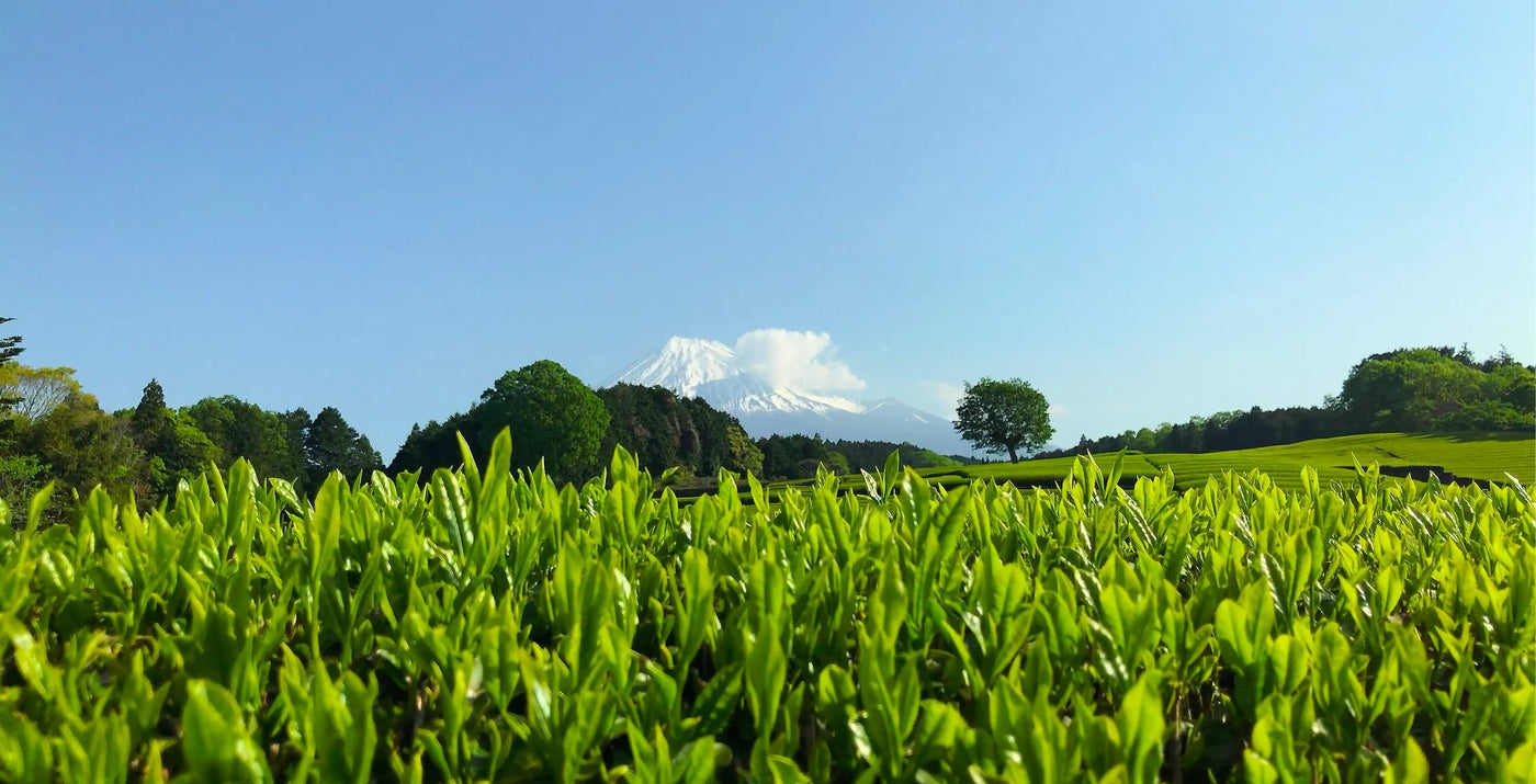 Shincha 2025 - Japanese First Flush Spring Green Tea