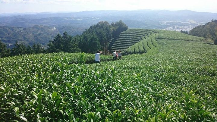 Kyoto Obubu Tea Farms