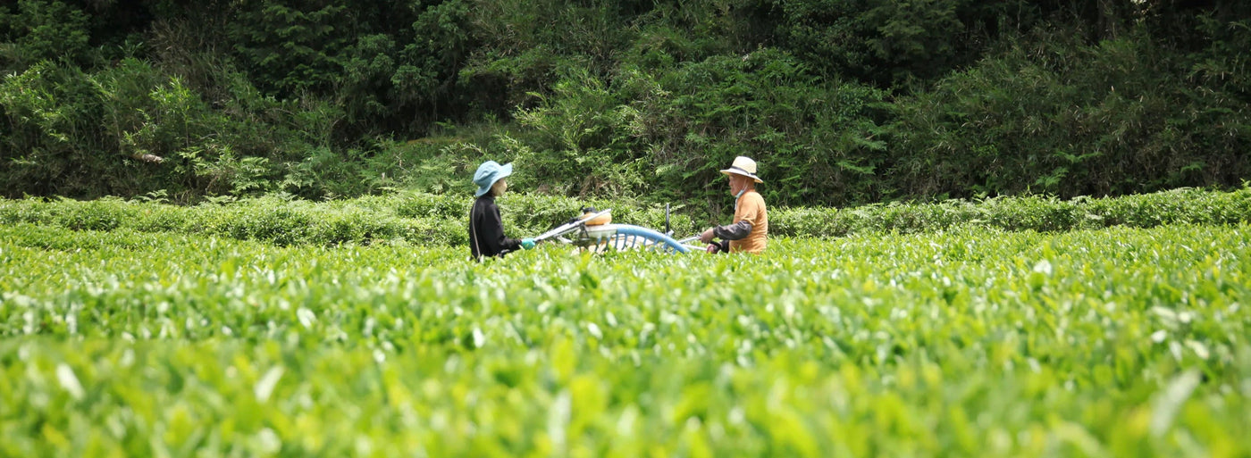 Tsubame to Chabatake