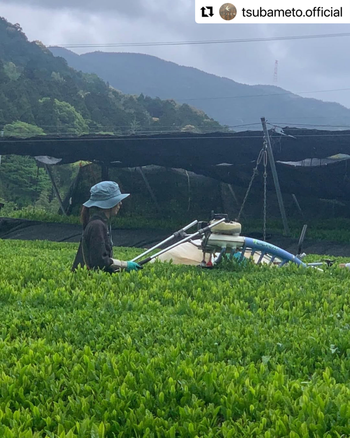 #0894.A1 Tsubame to Chabatake: Farm Direct Sencha from Nukata Village, Okazaki, Aichi