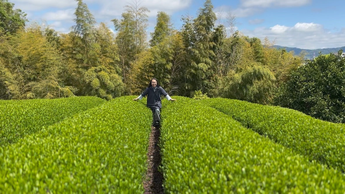 PREORDER ships May #0170.K3 Ashigaracha Labo: Ogikubo Sencha Yabukita Micro-lot (Odawara, Kanagawa)