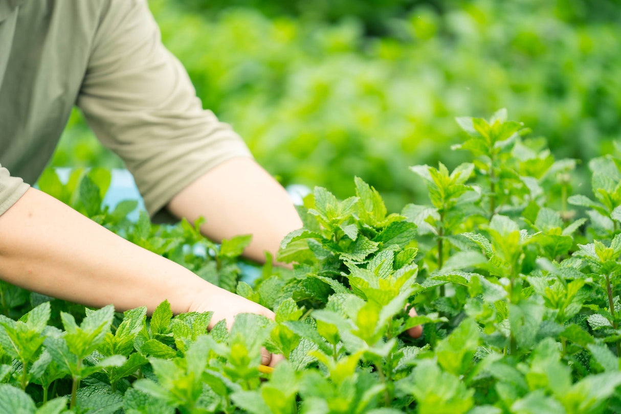 #0944.J1 Hiroko’s Herb Garden: Dried Wahakka Japanese Mint Herbal Tea Grown in Koga Village, Ibaraki, Japan