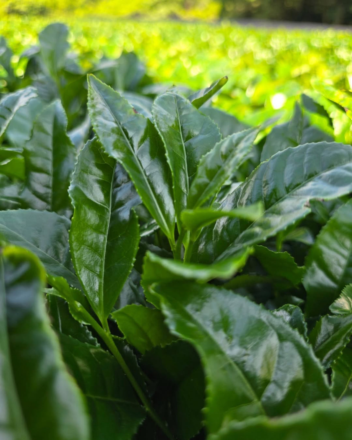 #0111.K6 Ipponmatsu - Naturally Grown Okumidori Cultivar Uji Matcha by Azuma Tea Garden, Standard Ceremonial Grade 一本松