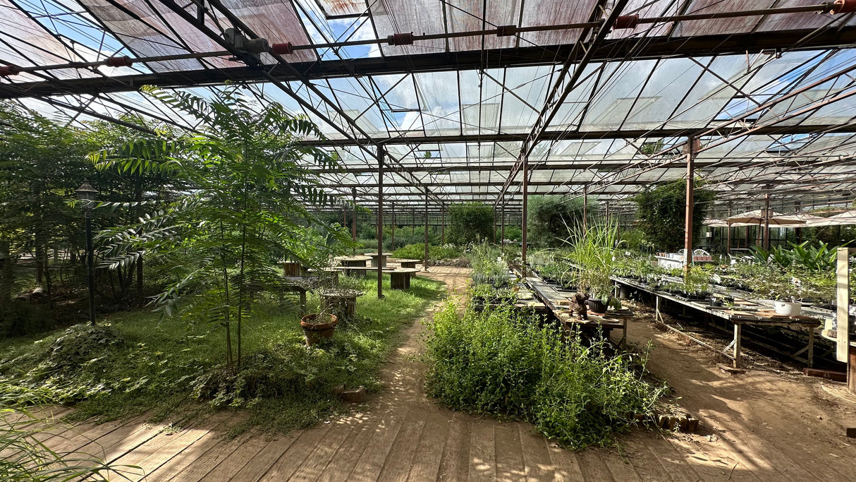 #0969.C1 Otaki Herb Garden: Spearmint (Grown in Chiba, Japan)