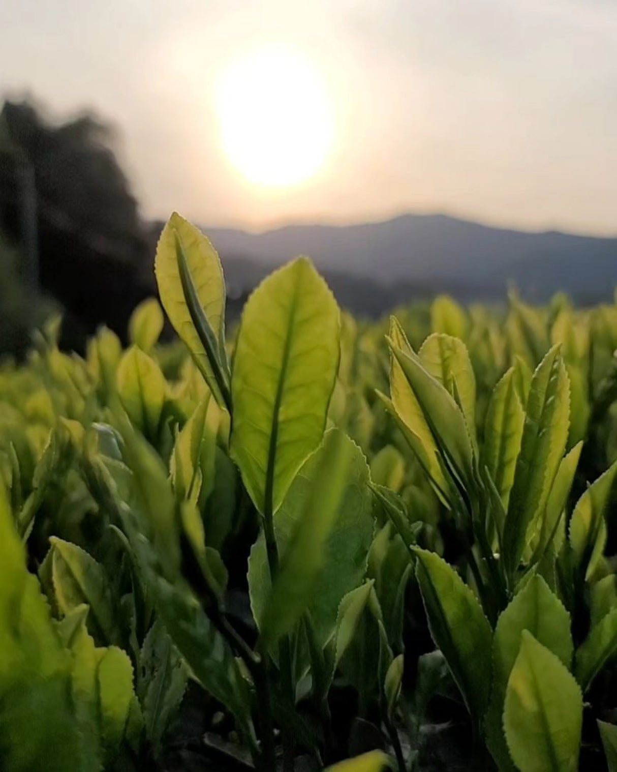 #0094.K6 Azuma Tea Garden: Kyoto Oolong Tea, Single Cultivar Asahi