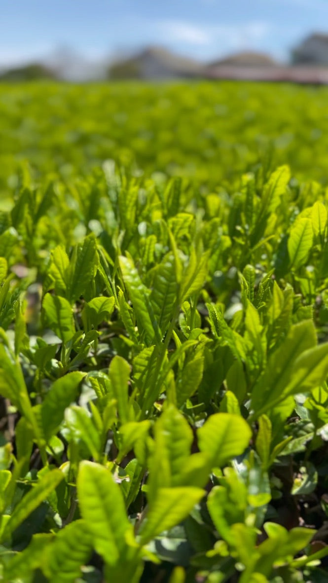 PREORDER ships May #0170.K3 Ashigaracha Labo: Ogikubo Sencha Yabukita Micro-lot (Odawara, Kanagawa)