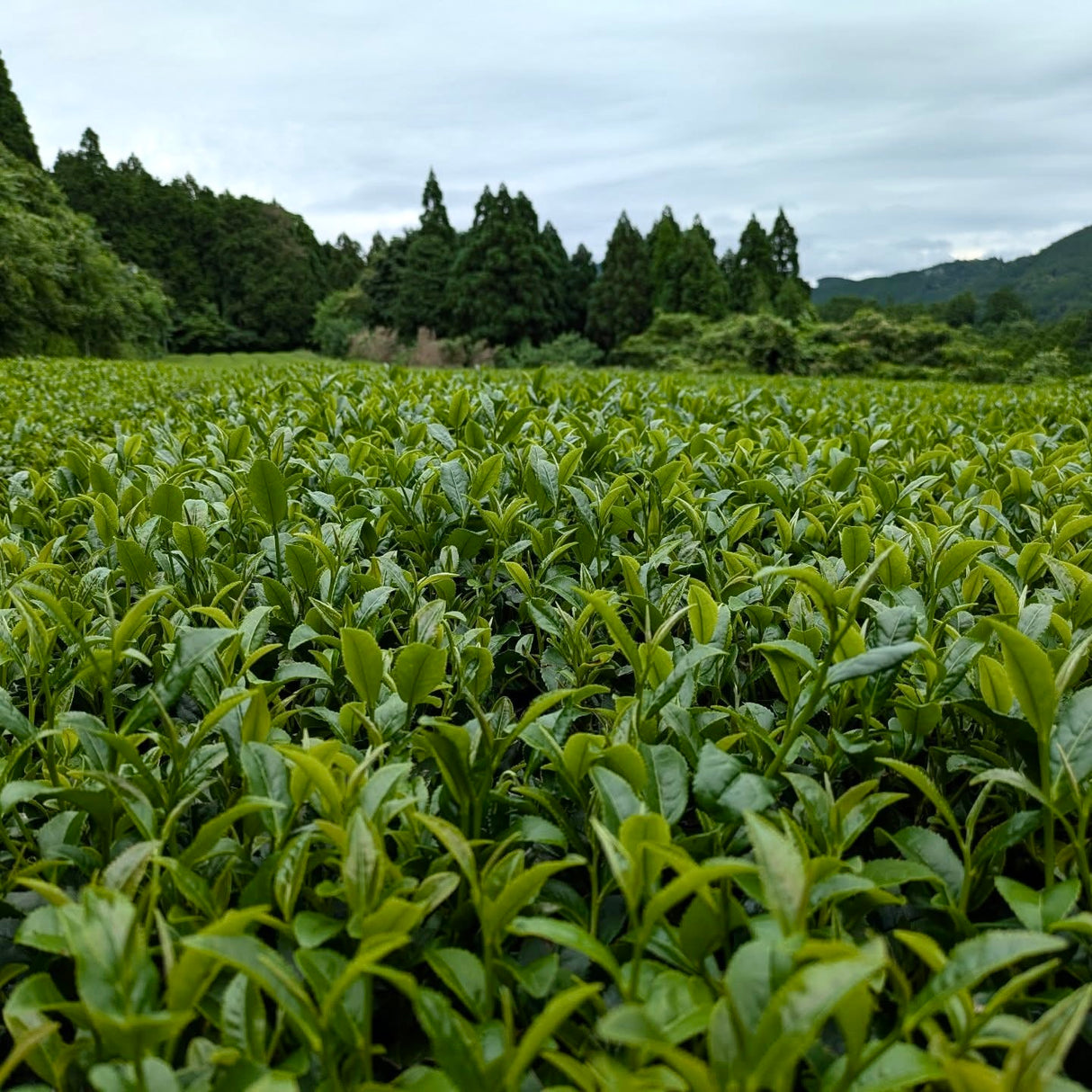 Kuma Tea Garden FK035: Yamecha vuoristossa kasvatettu Fukamushicha Yabukita & Okuyutaka sekoitus