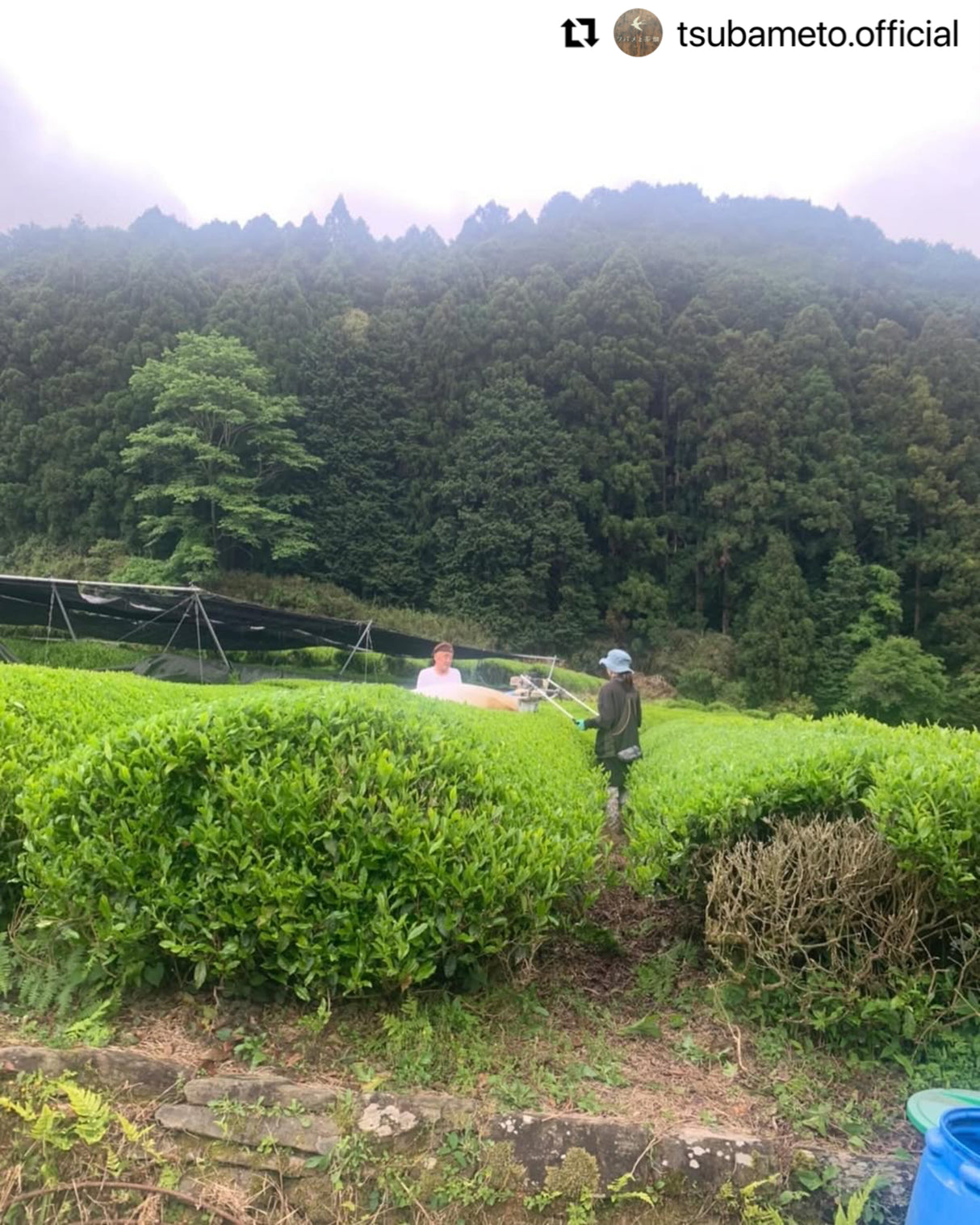 #0894.A1 Tsubame to Chabatake: Farm Direct Sencha from Nukata Village, Okazaki, Aichi