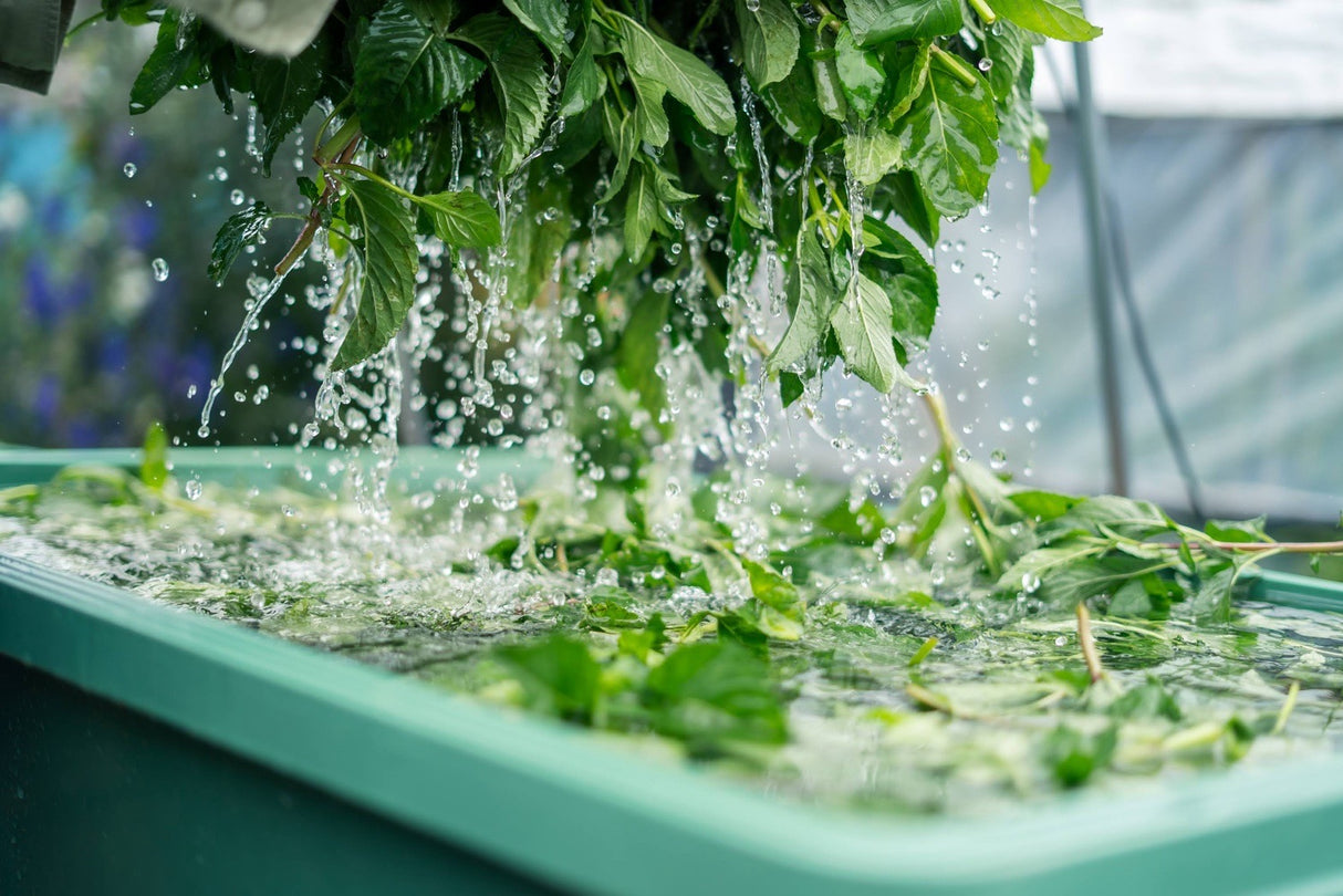 #0944.J1 Hiroko’s Herb Garden: Dried Wahakka Japanese Mint Herbal Tea Grown in Koga Village, Ibaraki, Japan