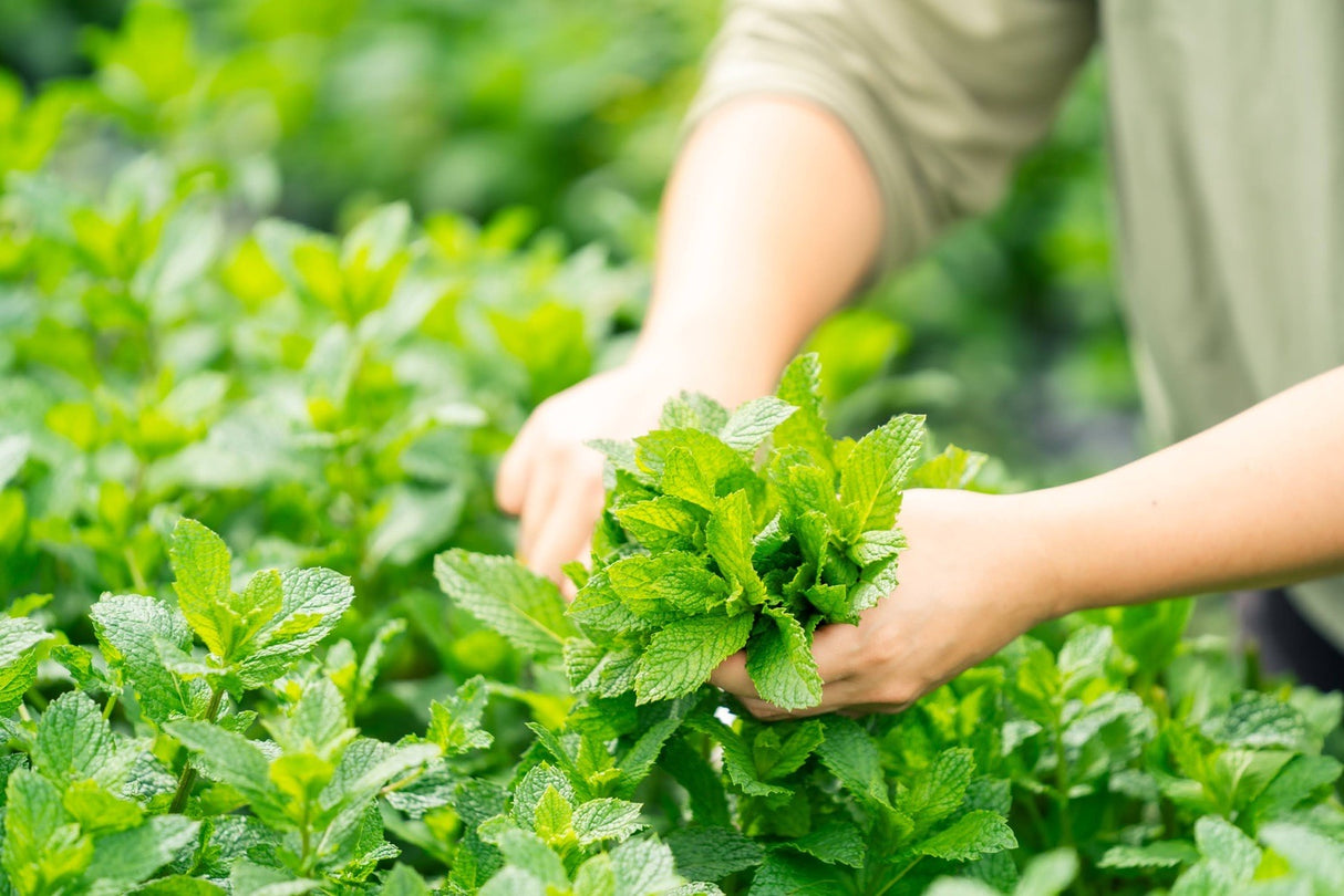 #0944.J1 Hiroko’s Herb Garden: Dried Wahakka Japanese Mint Herbal Tea Grown in Koga Village, Ibaraki, Japan