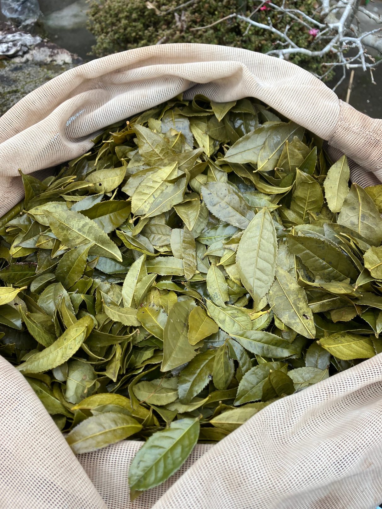 #0834.T2 Shishikui Kancha from Tokushima Prefecture - Handpicked by Farmer Akemi Ishimoto