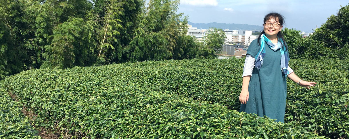 PREORDER ships May #0170.K3 Ashigaracha Labo: Ogikubo Sencha Yabukita Micro-lot (Odawara, Kanagawa)