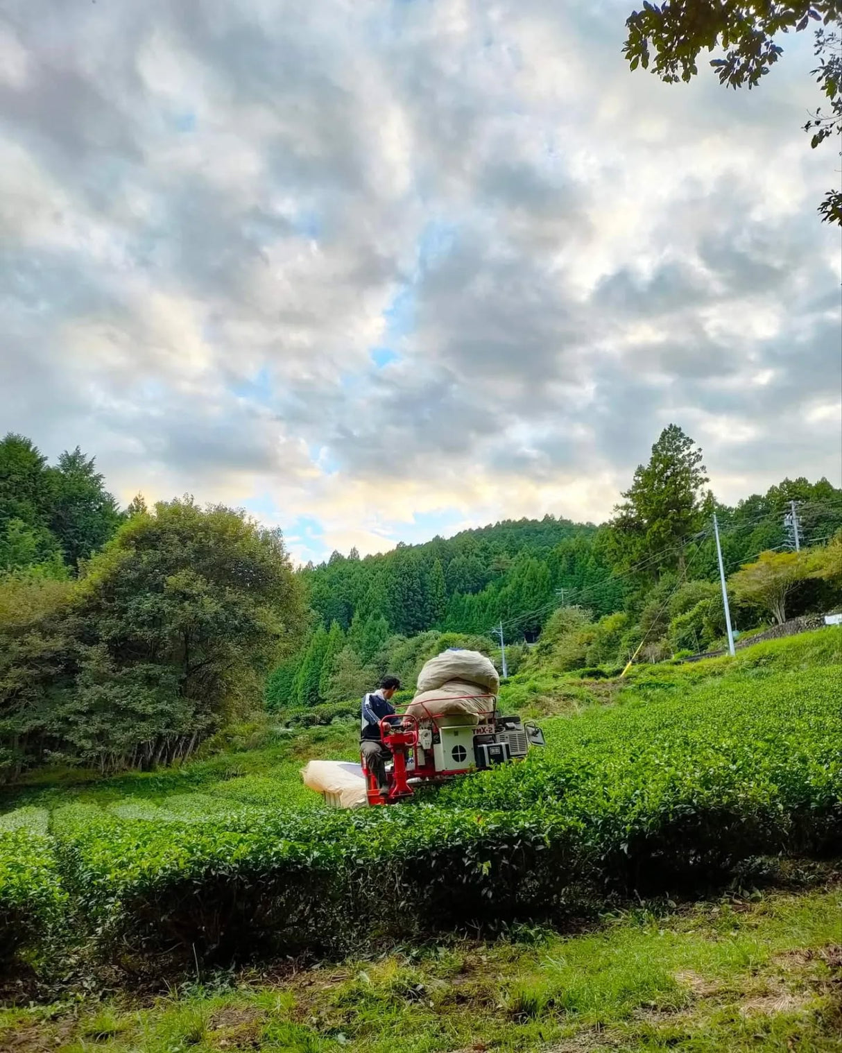 atsumi ryota harvesting tea, tenryu, shizuoka