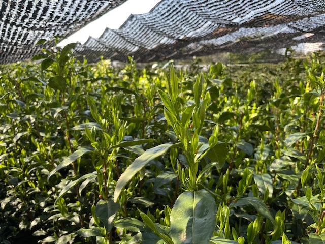 #0558.S2 - 2025 Handpicked Hatsuzumi Sayamacha Kirari 31, Single Cultivar by Award-Winning, 15th Generation Farmer, Okutomi Masahiro