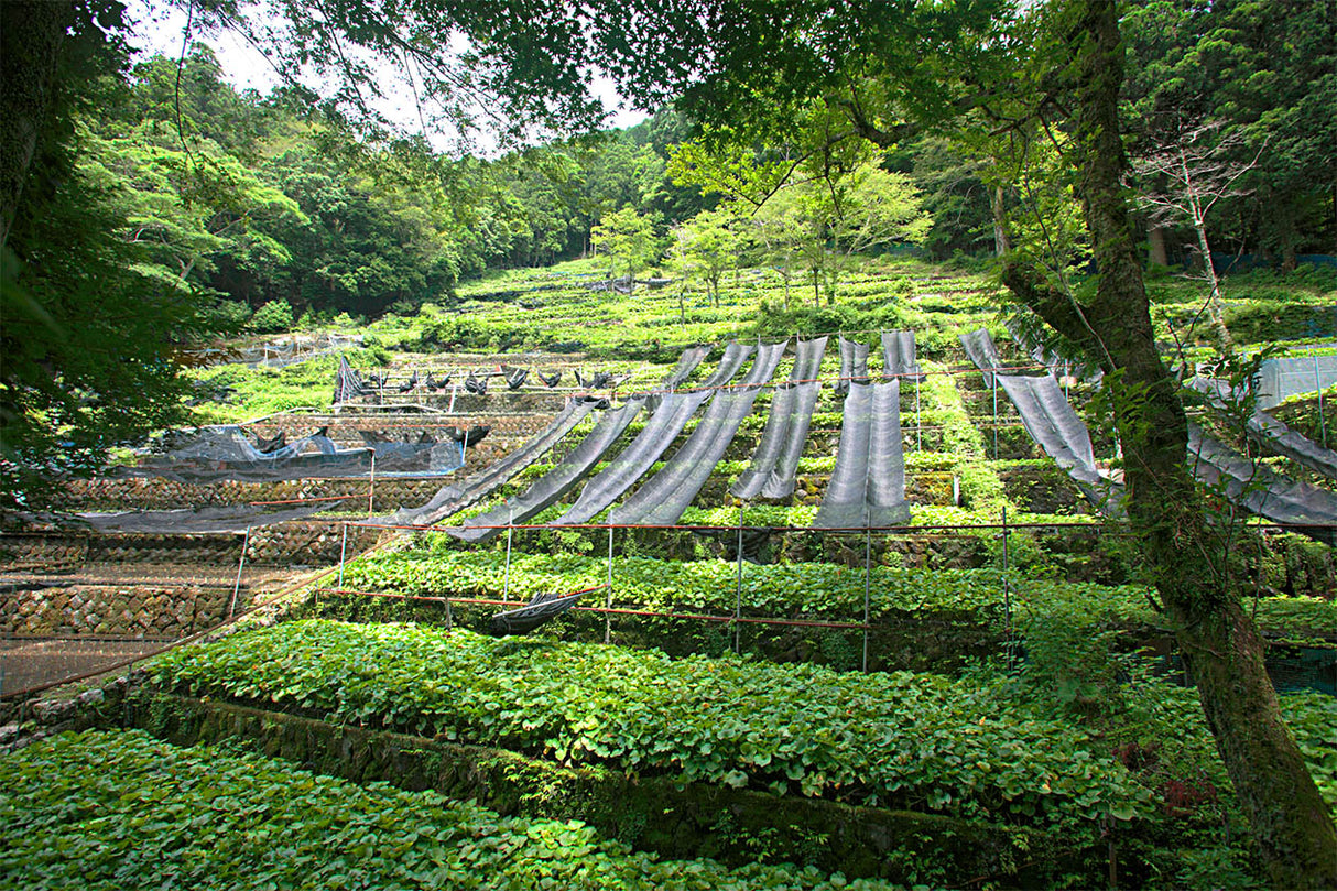 Kameya Foods: Farm Direct Wasabi Chazuke – riisiteekeiton mauste