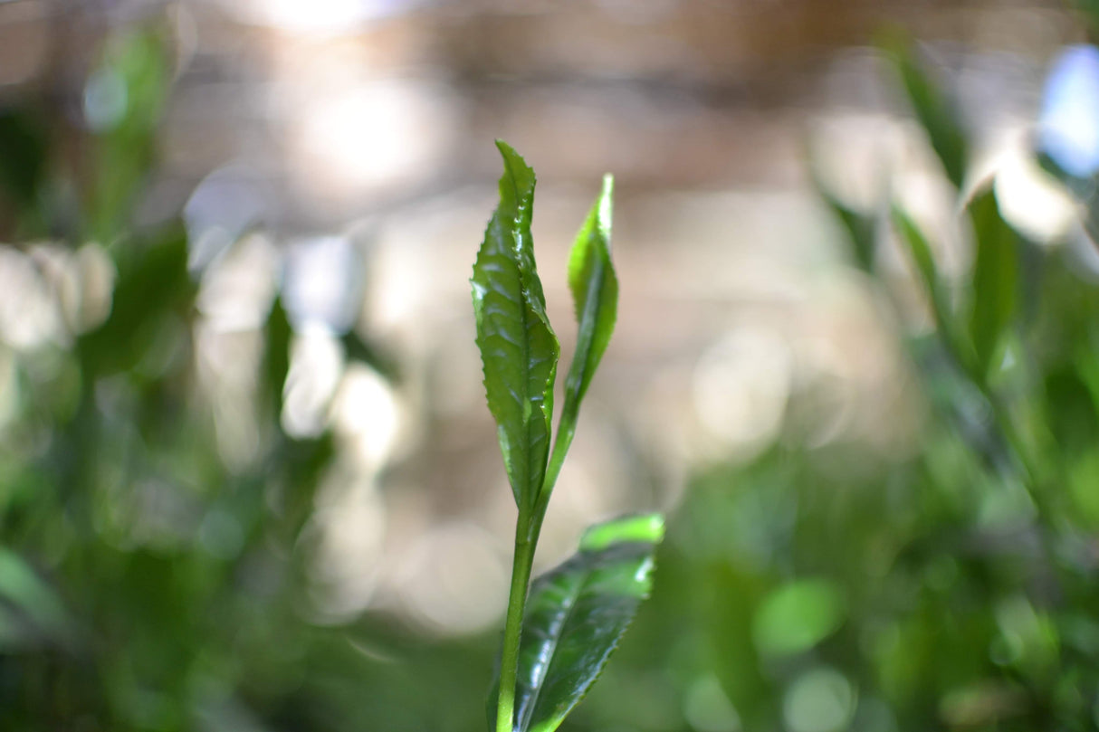 Kanes Tea: Honzu No. 5 - Kilpailuluokka Asamushi Sencha, Kawane, Shizuoka