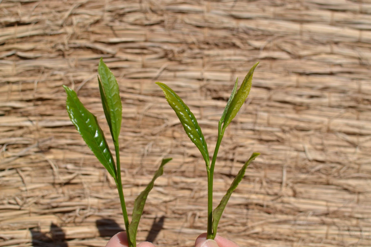 Kanes Tea: Honzu No. 5 - Kilpailuluokka Asamushi Sencha, Kawane, Shizuoka