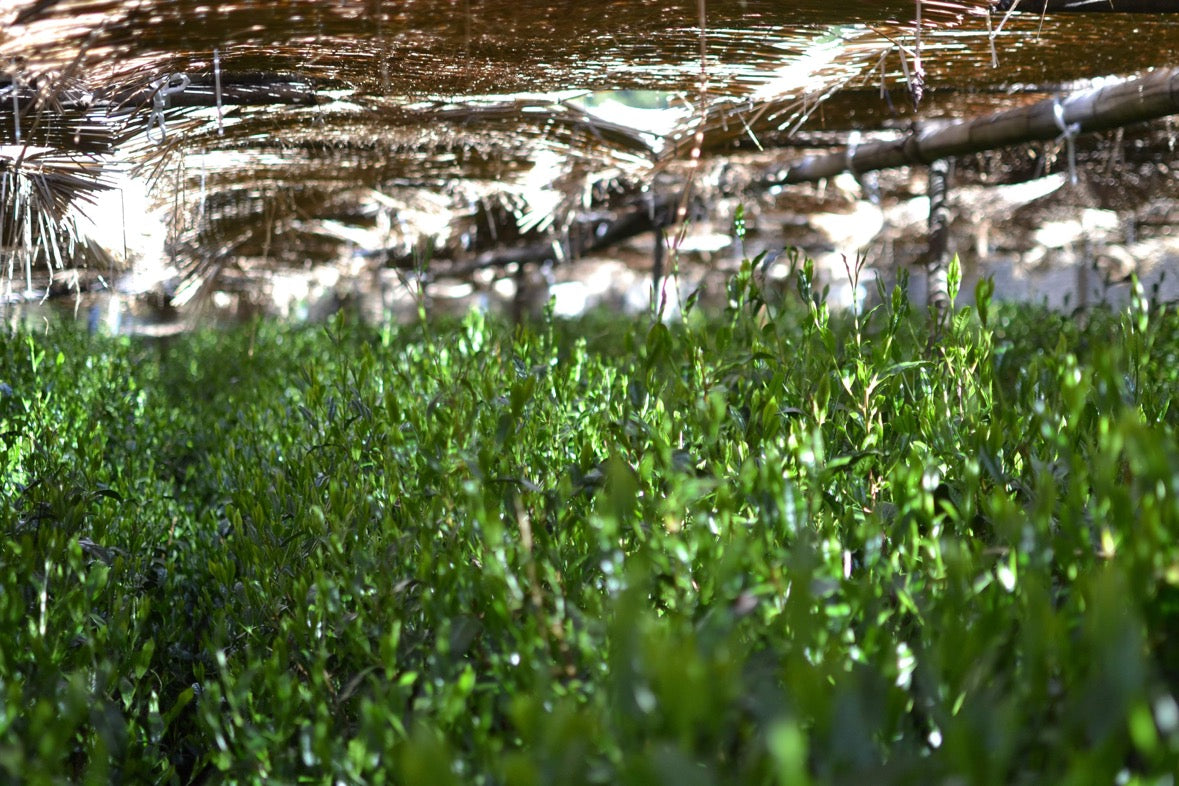 Kanes Tea: Honzu No. 5 - Kilpailuluokka Asamushi Sencha, Kawane, Shizuoka