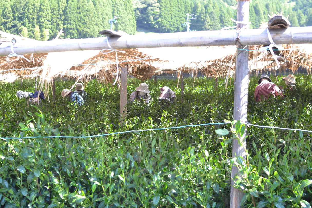 Kanes Tea: Honzu No. 5 - Kilpailuluokka Asamushi Sencha, Kawane, Shizuoka