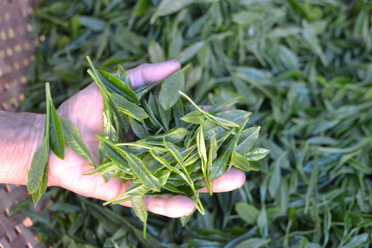 Kanes Tea: Honzu No. 5 - Kilpailuluokka Asamushi Sencha, Kawane, Shizuoka