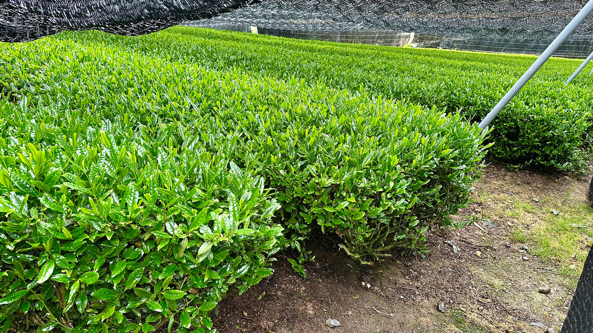 Studio Lesson - Tea Professional or Connoisseur Level - Personalized Deep Dive Into Japanese Tea