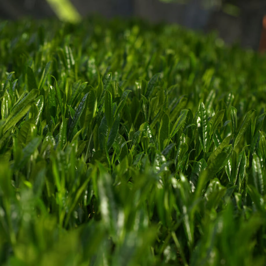 PREORDER available in late June🍵 2026 #1055.G1 Nitta Tea Farm: Imperial Sencha