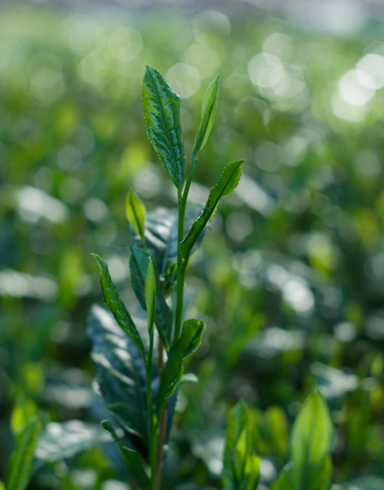 shibakiri-tea-garden-tea-leaf-shizuoka