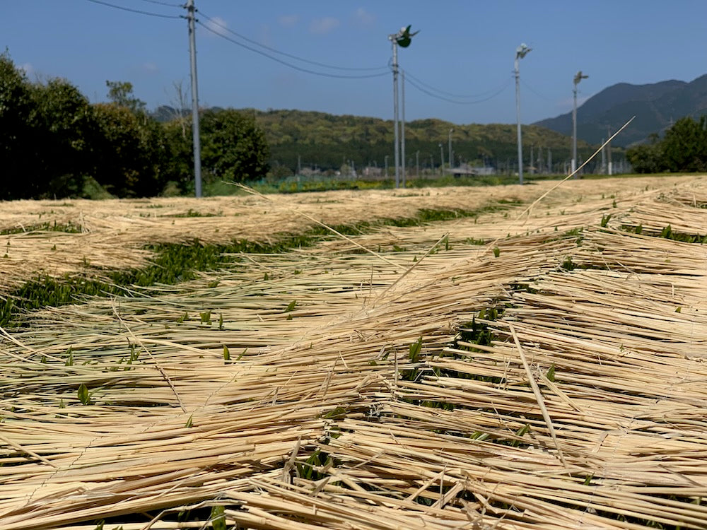 Furuichi Seicha #12: 2024 Warakake - Olkivarjostettu Fukamushicha, viljelijä Kuwazuru Sumiyoshi わらかけ