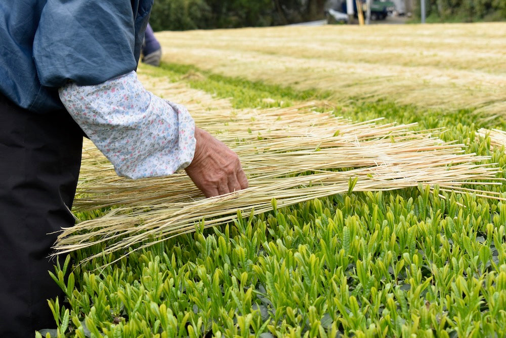 Furuichi Seicha #12: 2024 Warakake - Olkivarjostettu Fukamushicha, viljelijä Kuwazuru Sumiyoshi わらかけ