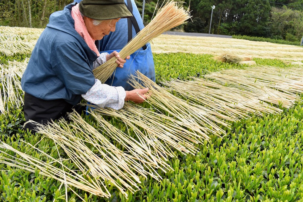 Furuichi Seicha #12: 2024 Warakake - Olkivarjostettu Fukamushicha, viljelijä Kuwazuru Sumiyoshi わらかけ