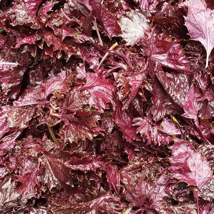 飯島清太郎商店 KN004: ゆかり - 天日干し大葉塩漬け ゆかり