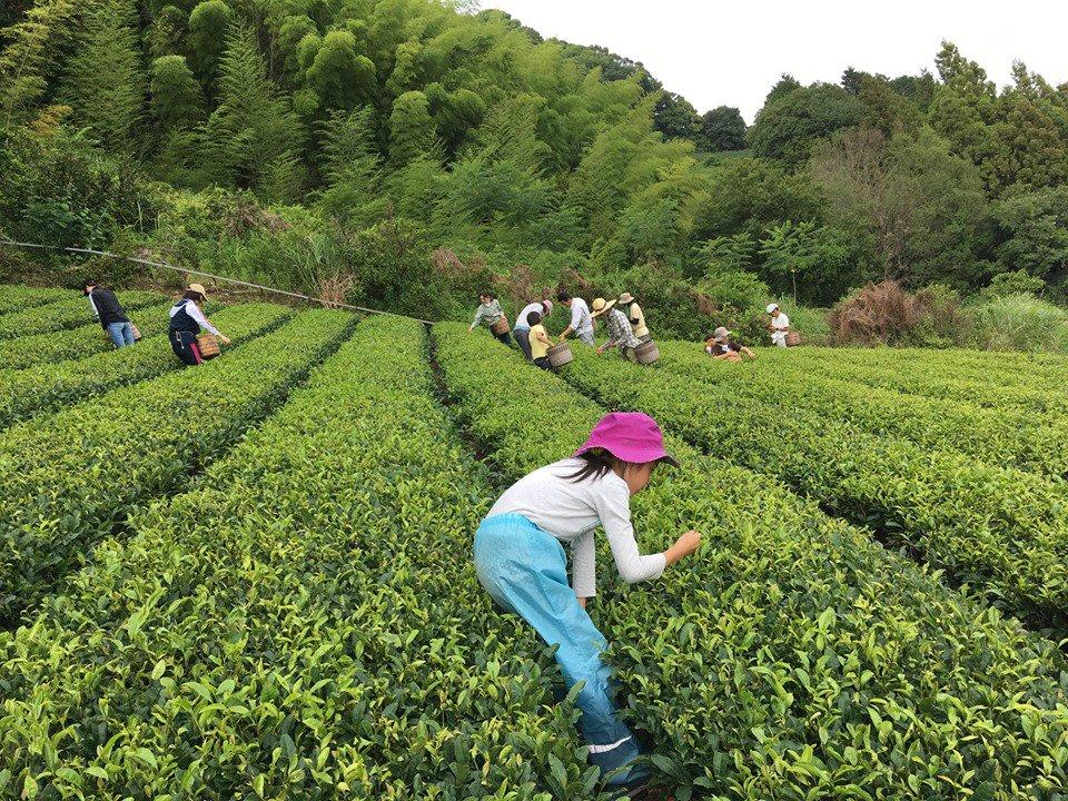 Ayumi Farms (Cyittorattu): Handpicked Wakocha (Japanese black tea, 40g bag) - Yunomi.life