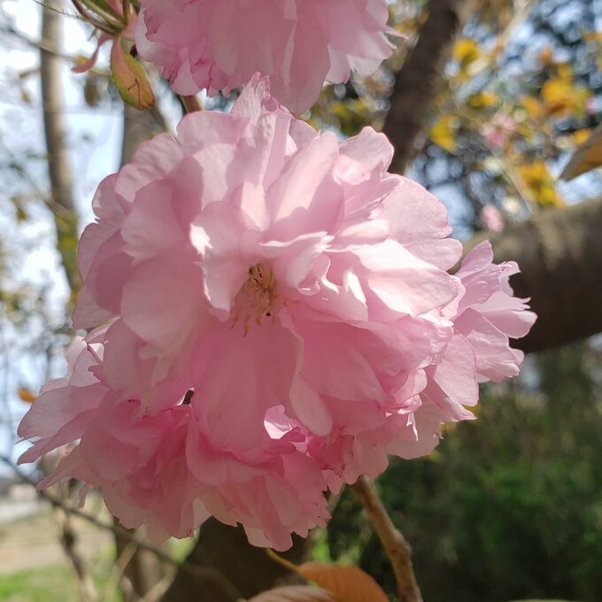 Iijima Seitarou Shoten KN003: Salt-Pickled Sakura Blossoms (Japanese-grown) 桜花の塩漬