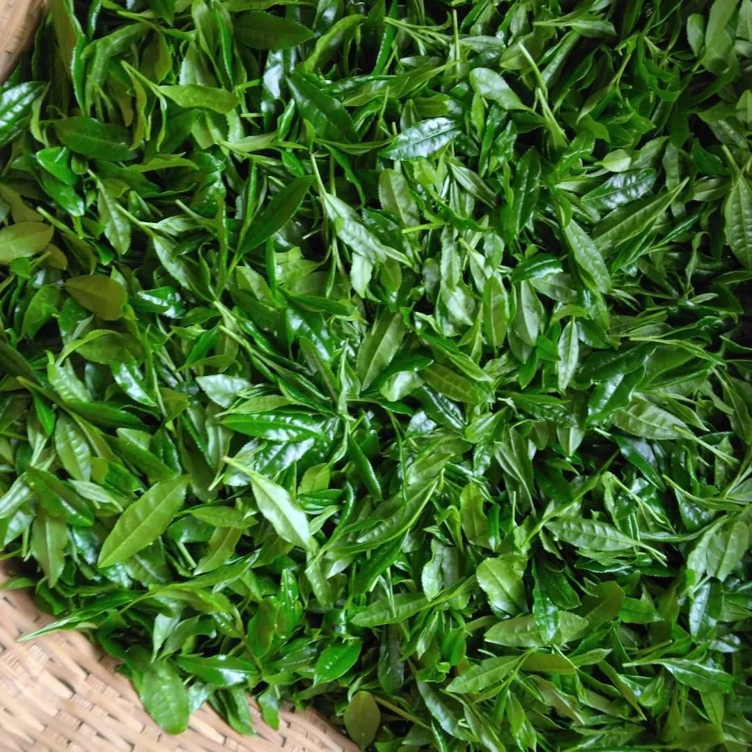 Teal leaf hand picking Kuma Tea Garden: Yamecha Saemidori Heritage Grade Gyokuro Tenkaichi - 71st All Japan Tea Competition Grand Prize Winning Garden - Yunomi.life