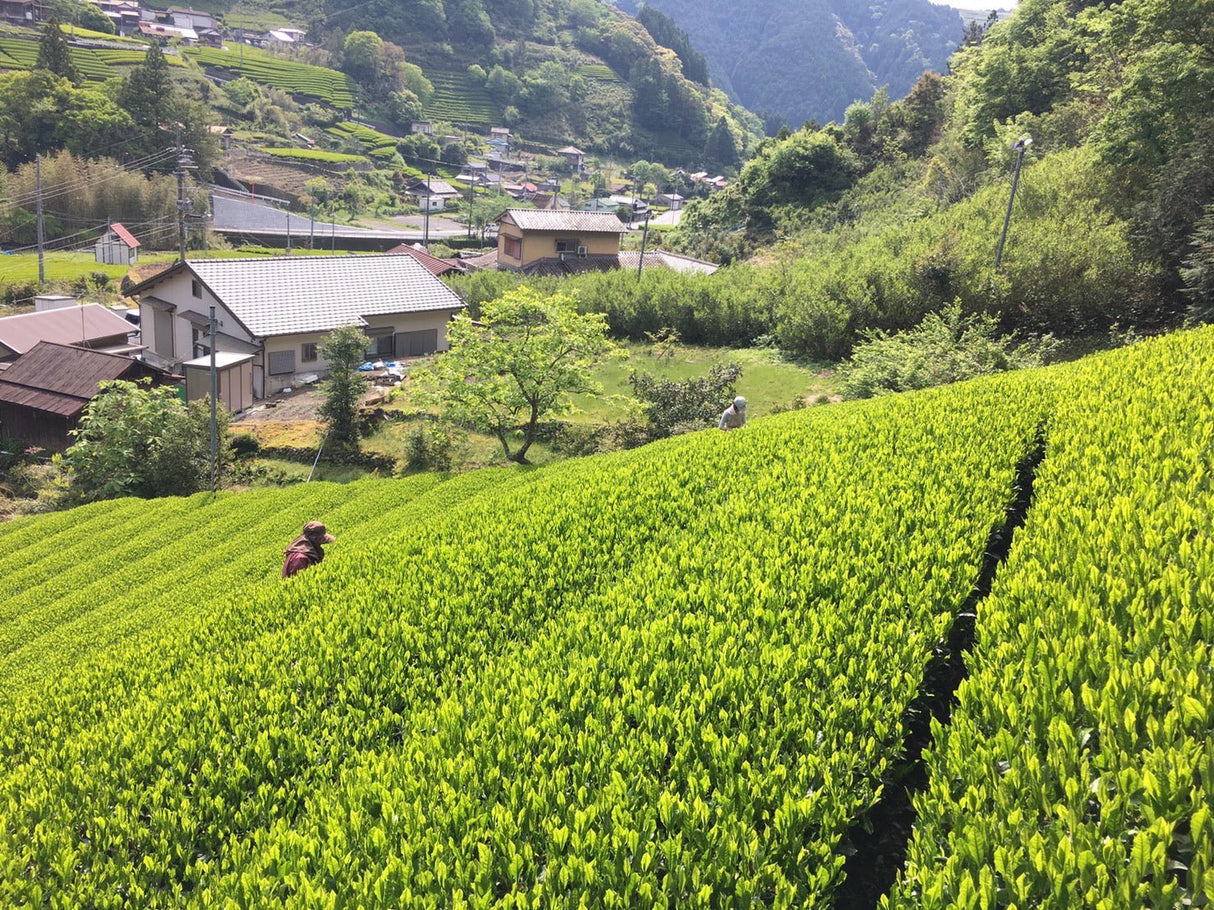 Kiyosawa Tea Gardens: Shizuoka Spring Asamushi Sencha by Farmer Sugiyama Yachiyo - Yunomi.life