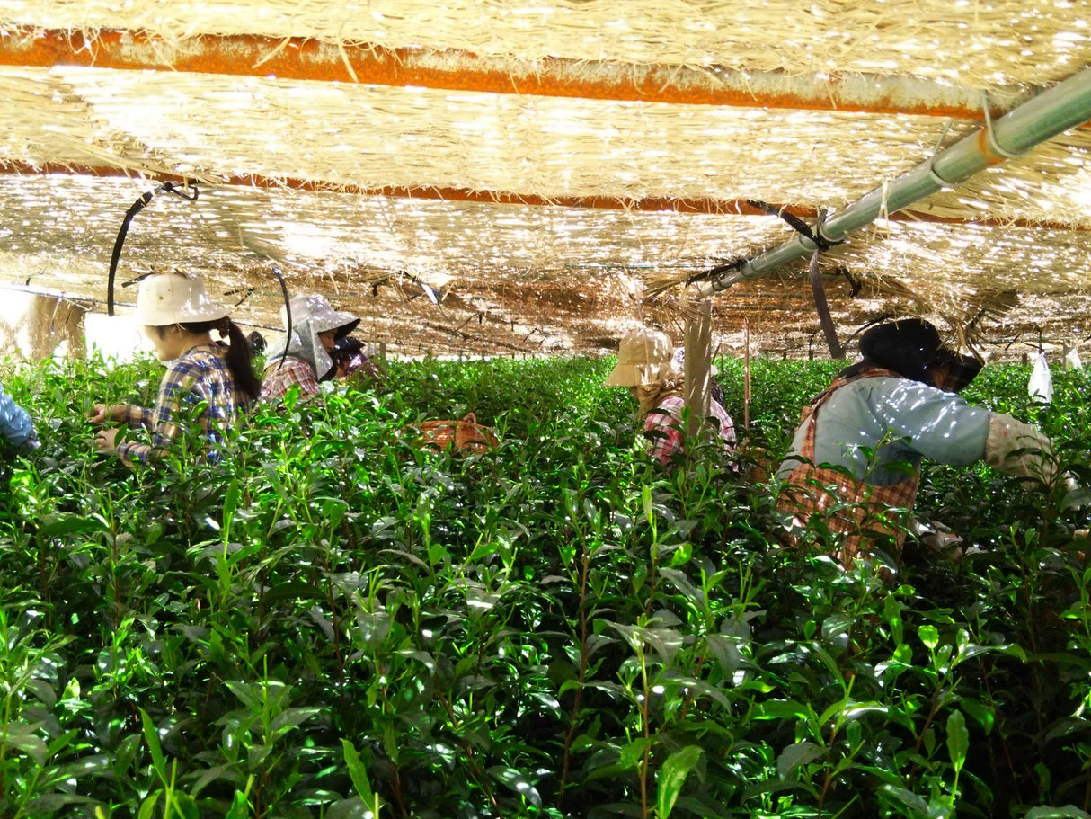 Kuma Tea Garden: Yamecha Saemidori Heritage Grade Gyokuro Tenkaichi - 71st All Japan Tea Competition Grand Prize Winning Garden - Yunomi.life