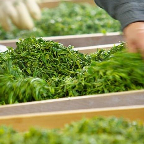 Kunitomo: Riguricha Choshunka - The Ancient Rose - Handpicked Kamairicha 2014 / 2018 / 2019 / 2020 - Yunomi.life