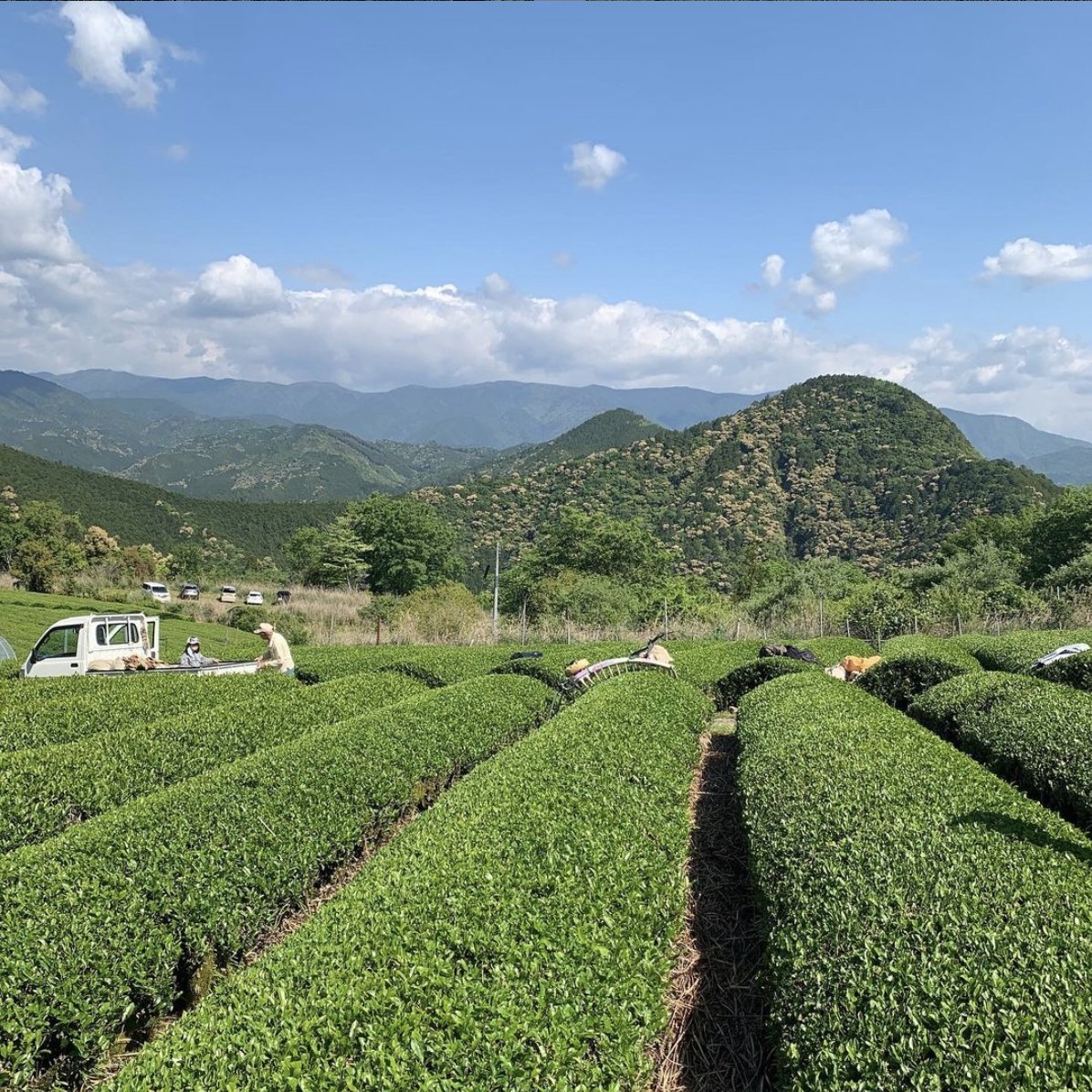 Mitocha NR004: Sun-dried Kamairicha Harubancha 天日干し釜炒り春ばん茶 - Yunomi.life