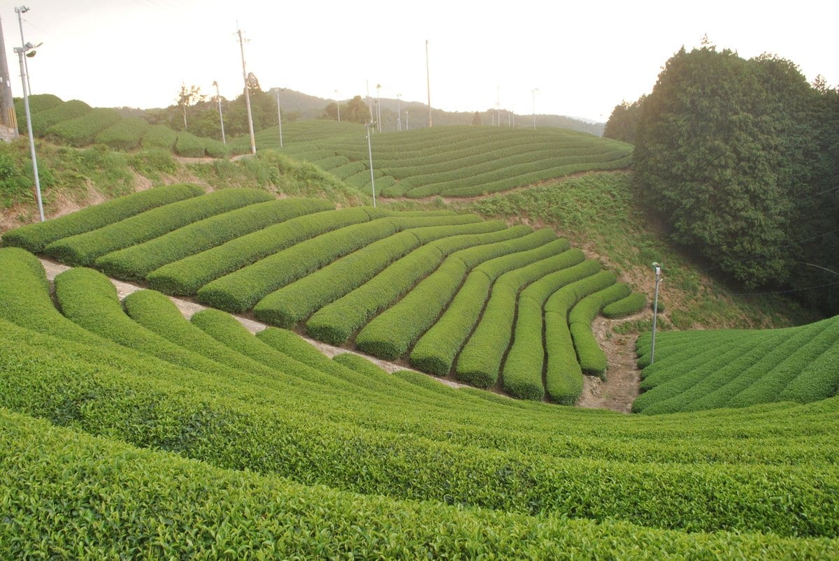 Uejima Tea Farm: Uji Matcha "Rei" 30g, (Samidori) Standard Ceremonial Grade 京都宇治和束茶 抹茶 玲 - Yunomi.life
