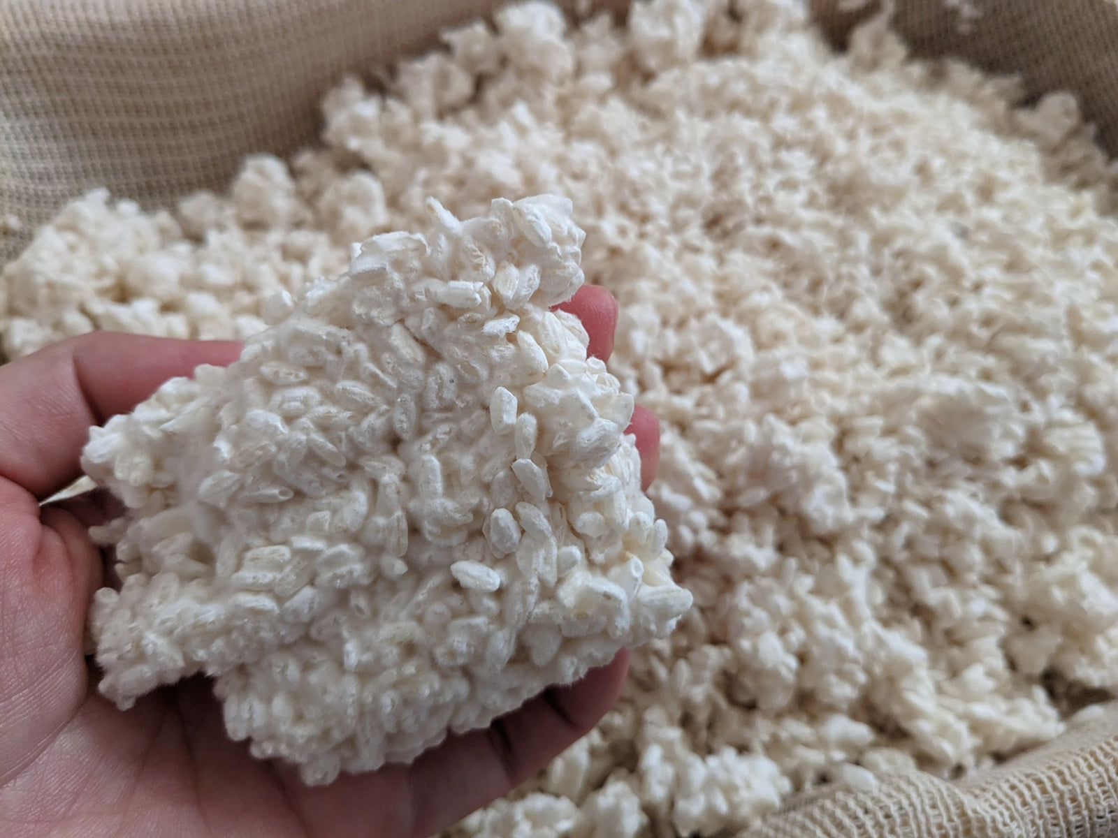 What is Koji and What Makes it so Special?