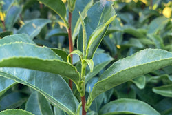 Lateral buds on tea leaves