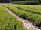 A Taste of Kagoshima Tea - Yunomi.life