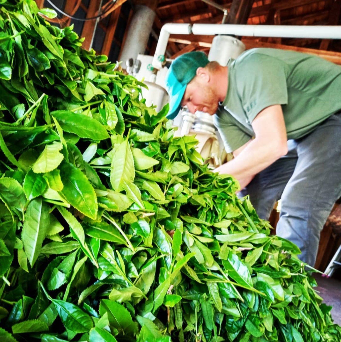 Yancha: Interview with Yancy Lever an American Tea Farmer - Yunomi.life