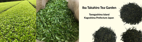 Iba Takahiro Tea Garden