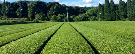 Products Made in Kagoshima