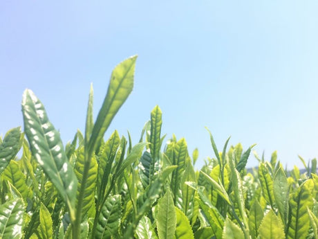 Tea Connoisseur Collection - Single Cultivar, Single Garden - Yunomi.life