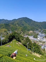#1143 Per Oscar Brekell’s Senchaism: The First - Ultra Rare Single Cultivar Kondōwase Spring Shizuoka Sencha yunomi.life 5