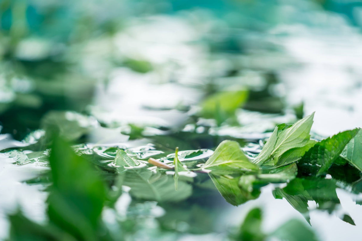 #0947.J1 Hiroko’s Herb Garden: Dried Spearmint Herbal Tea Grown in Koga Village, Ibaraki, Japan
